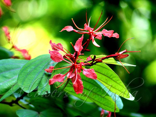 Scarlet Bauhinia